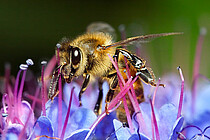 Honigbiene auf blauer Blume