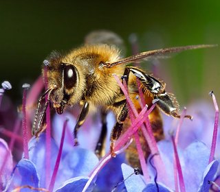Honigbiene auf blauer Blume