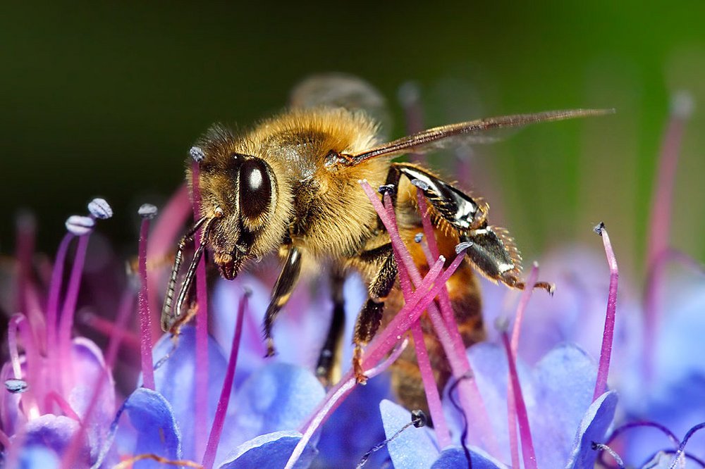 Honigbiene auf blauer Blume