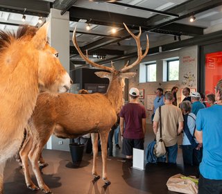 Führung in der Döberitzer Heide, im Naturerlebnis-Zentrum, September 2025, Foto: Grüne HVL