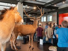 Führung in der Döberitzer Heide, im Naturerlebnis-Zentrum, September 2025, Foto: Grüne HVL