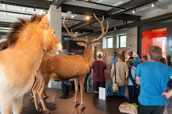 Führung in der Döberitzer Heide, im Naturerlebnis-Zentrum, September 2025, Foto: Grüne HVL