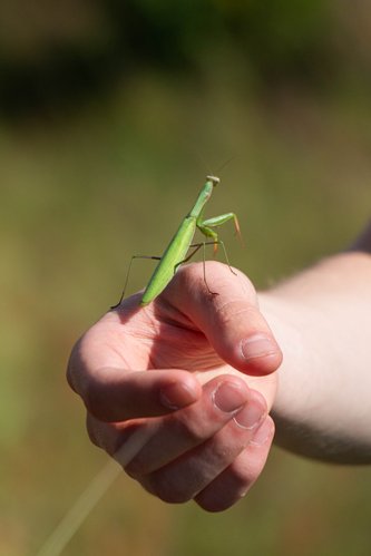 Führung in der Döberitzer Heide, Gottesanbeterin auf einer Hand, September 2025, Foto: Grüne HVL
