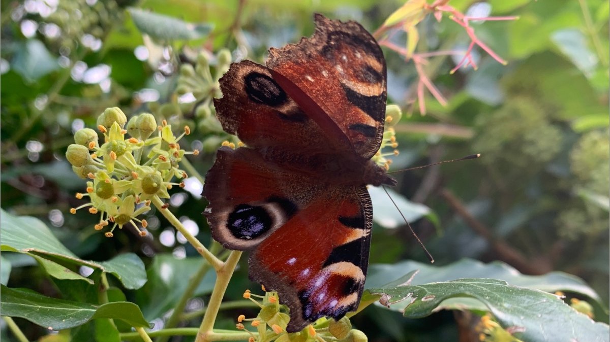 Thema Umwelt, Schmetterling