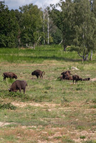 Führung in der Döberitzer Heide, Herde Wisente in der Landschaft, September 2025, Foto: Grüne HVL